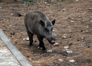 Domestic pigs of a national park in Turkey's Aydin