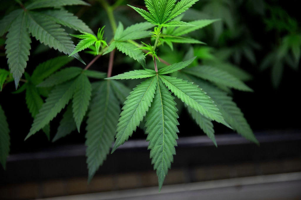 Do you want your surgeon smoking pot, even when it's legal? A safety nonprofit urges employers to ban all marijuana use for those in sensitive jobs