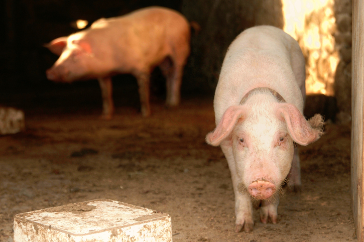 Close-Up Of Pigs