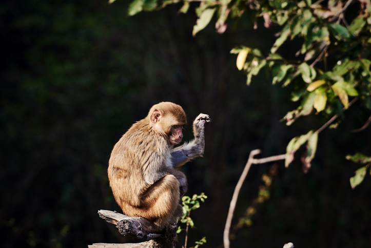 View Of A Monkey Sitting On A Tree Branch