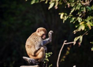 View Of A Monkey Sitting On A Tree Branch