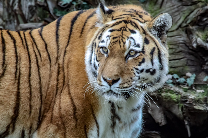 Close-Up Portrait Of A Tiger