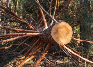 Huge felled pine