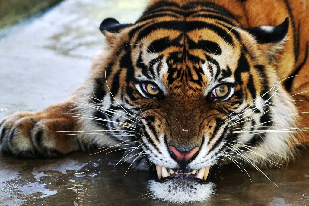Two Sumatran Tigers Released Back Into The Wild