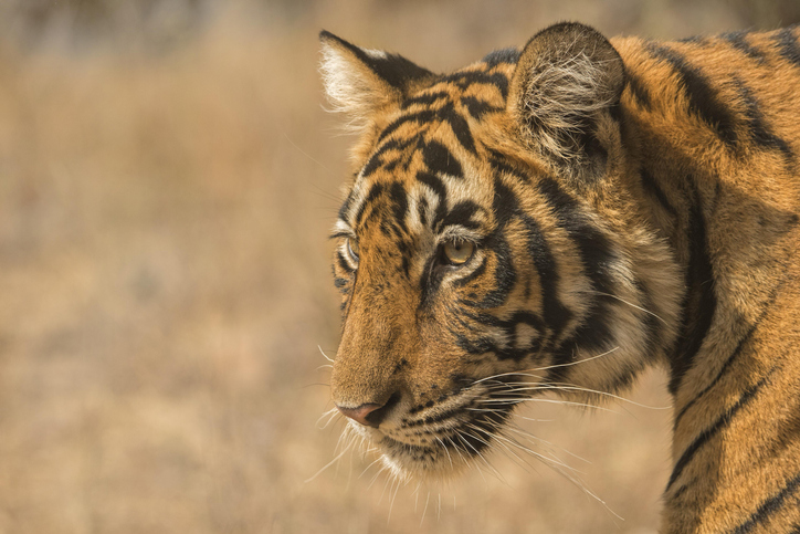 Portrait of a wild tiger (Panthera tigris tigris) cub, Ranthambore National Park, Rajasthan, India