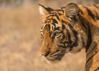 Portrait of a wild tiger (Panthera tigris tigris) cub, Ranthambore National Park, Rajasthan, India