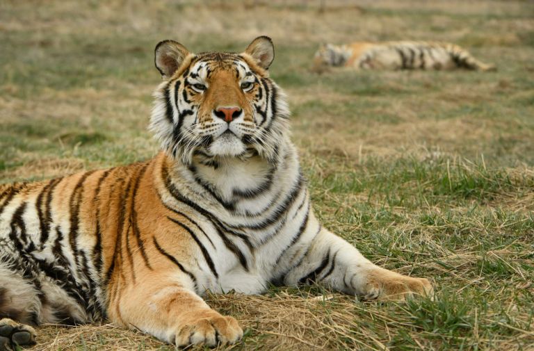 A New Episode Of The Hit Docuseries 'Tiger King' Is Coming Next Week