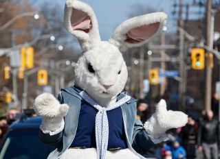 Person In Easter Bunny Costume During Parade In City - stock photo