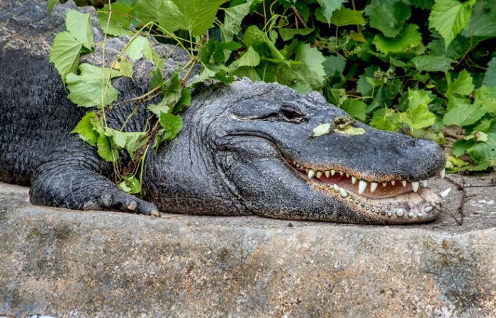 A North American Alligator Suns Himself On A Rocky Ledge, With A Happy Smile On His Toothy Mouth