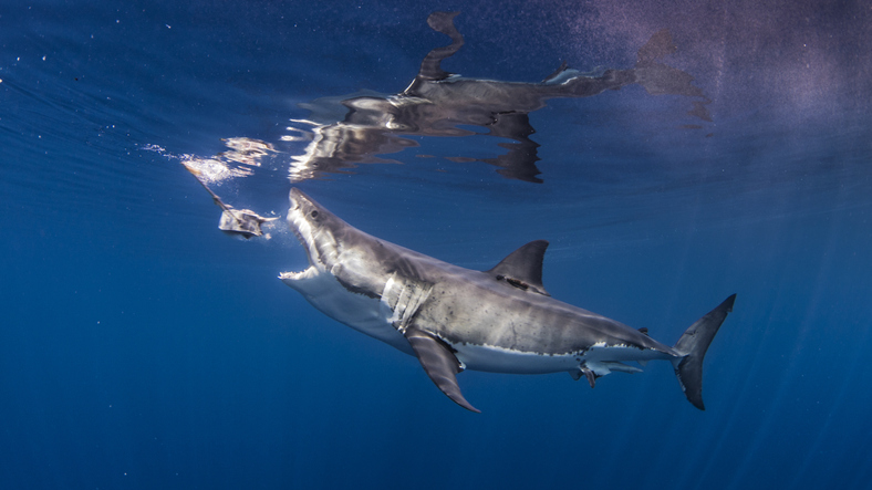Great white shark biting fishing bait
