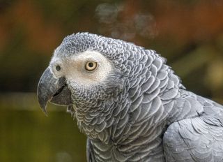 Close-Up Portrait Head Shot Of African Grey Parrot