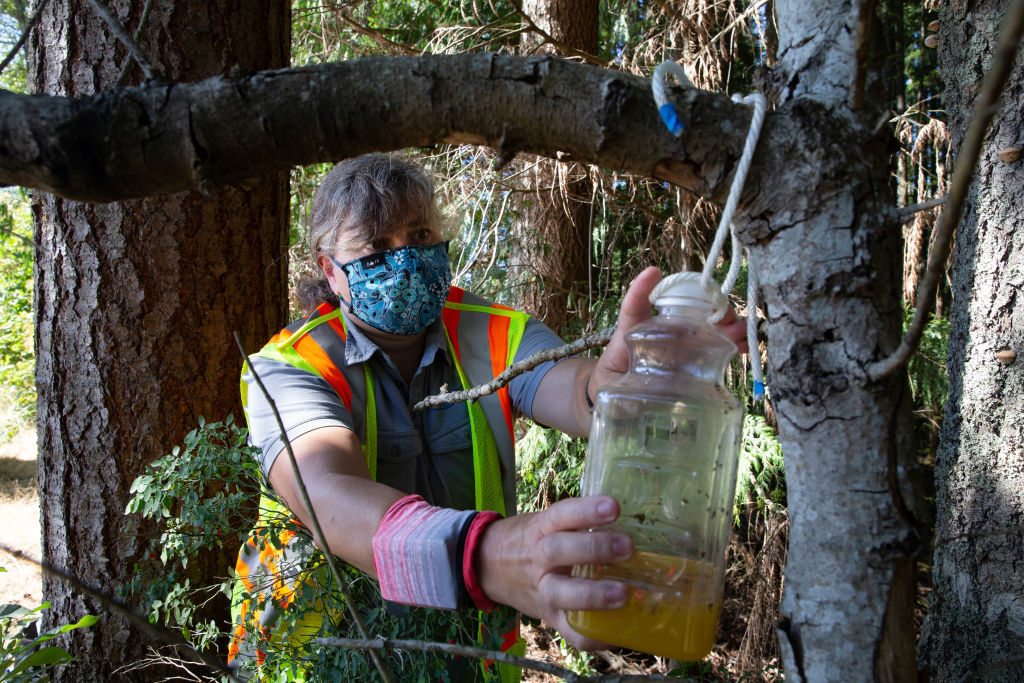 Washington State Department Of Agriculture Sets Traps For Asian Giant Hornets