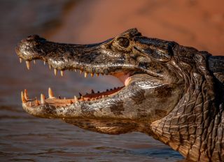 A profile view of yacare caiman (caiman yacare) with open mouth while it is entering cuiaba river at Pantanal