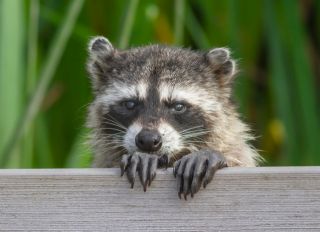Raccoon Portrait- Looking over Deck Rail