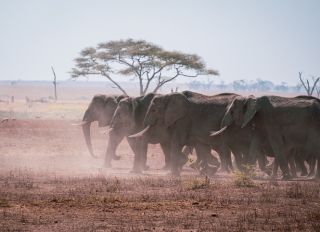 A Herd On Elephants On The Move In The Grasslands Of The Serengeti, Tanzania