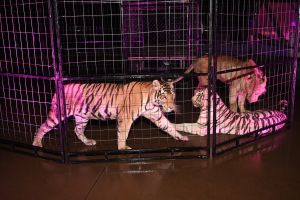 Young Thug's 30th Birthday