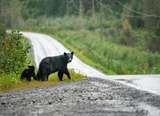 Black Bear on the side of the road with cubs, British Columbia, Canada