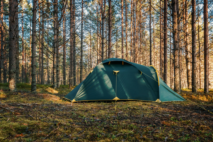 Family green tent set up on moss on a summer sunny morning. Camping in a pine forest. Low angle view, side view