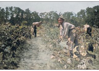 Antique colorized photo of the United States: Picking cotton