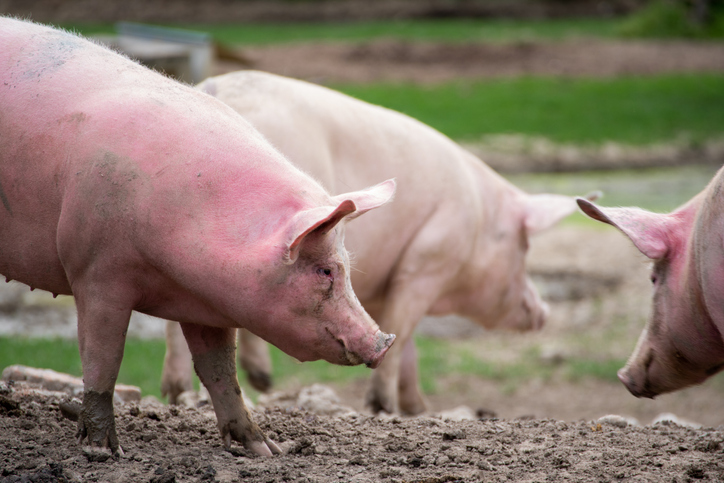 Çiftlikteki domuzların seçici odak çekimi