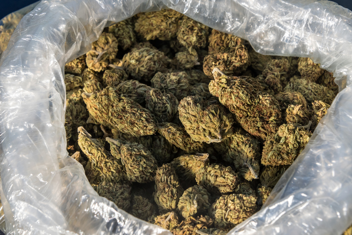 One Pound of Organic Cannabis