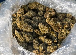 One Pound of Organic Cannabis