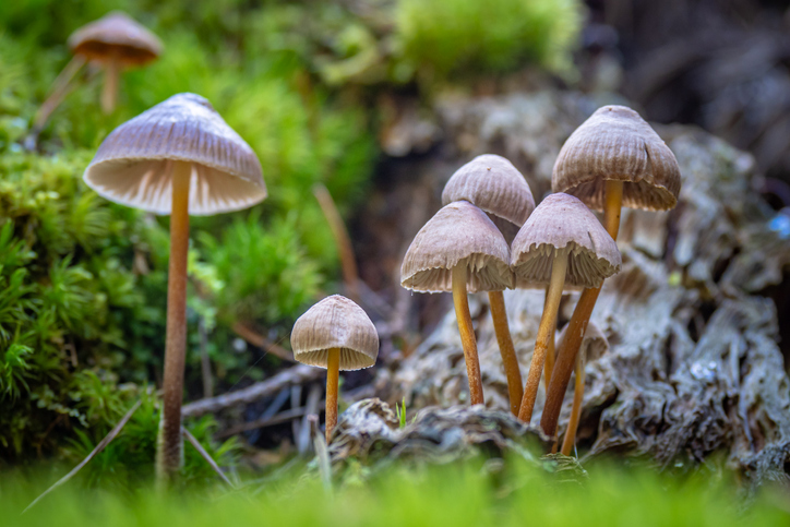 Foraging for magic mushrooms in the forest - Liberty Caps - Psilocybe semilanceata