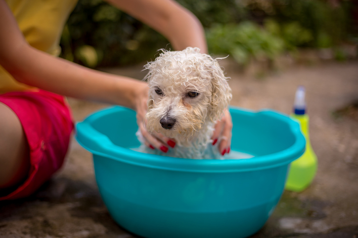 Woman cares of her dog grooming and washing it outdoor in basin with shampoo
