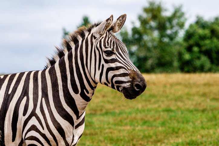 Close-up of plains burchells zebra on field,Cork,Ireland