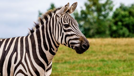 Animal Assault: Zebra Damn-Near Rips Ohio Man’s Arm Off Before Being Gunned Down By Police Officers