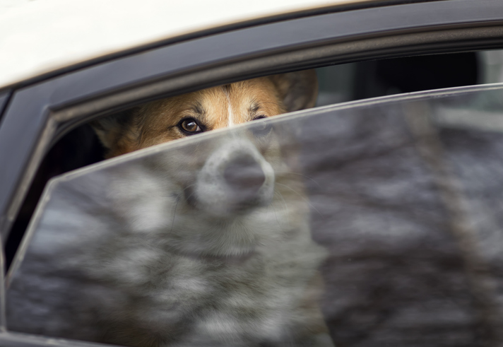 cute sad dog sits in a closed car and looks out through a crack in a closed window