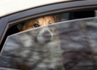 cute sad dog sits in a closed car and looks out through a crack in a closed window