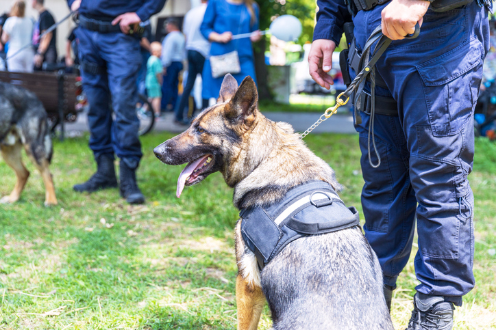 Policeman in uniform on duty with a K9 canine German shepherd police dog during public event. Blurred people in the background.