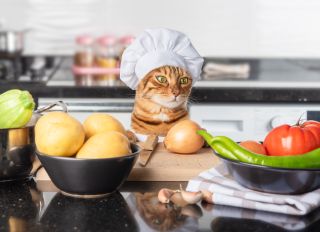 A cat dressed as a chief with a white cap is about to cook a vegetarian dish with vegetables. - stock photo