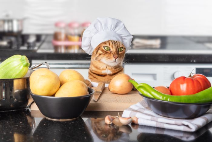 A cat dressed as a chief with a white cap is about to cook a vegetarian dish with vegetables. - stock photo