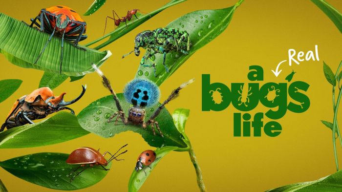 'A Real Bug's Life' asset
