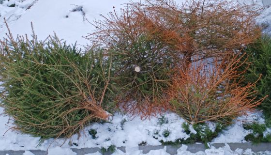 Withered Christmas Trees Dumped Outdoors after Christmas Season