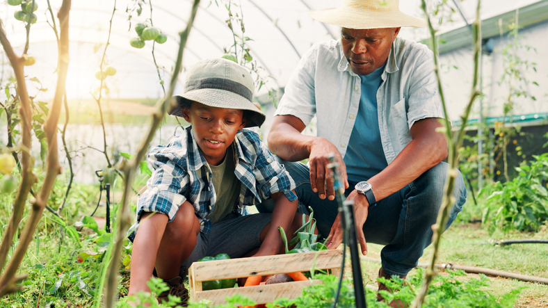 Man, child and farming in greenhouse, harvest and family with tomato plants, sustainability and wooden box. African father, boy and teaching for inspection, growth and fruit in crate with agriculture