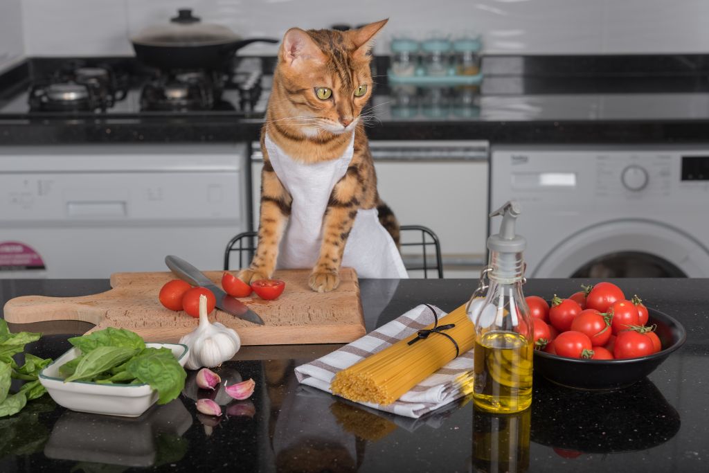 The cat cook at the kitchen table on which the ingredients for cooking lie. - stock photo