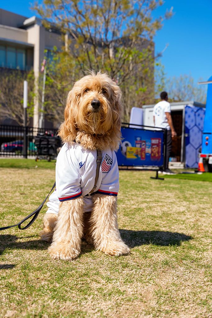 United States v Belgium - International Friendly