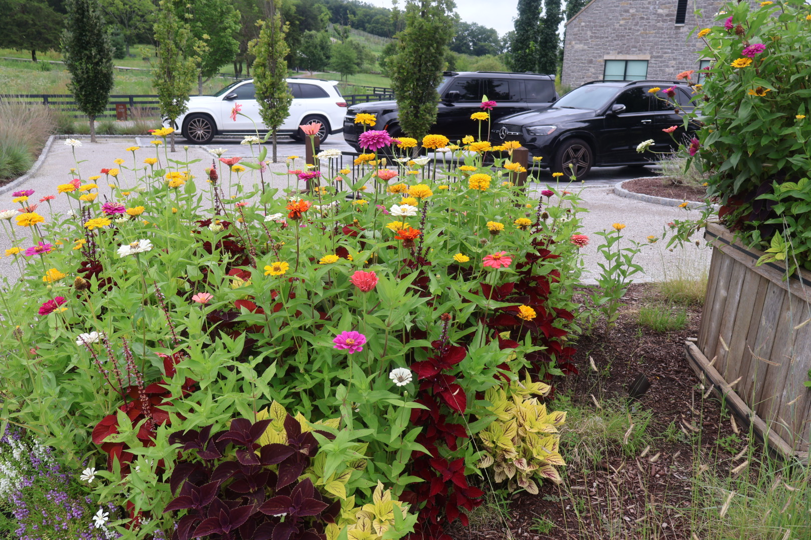 A lush garden with vibrant flowers and foliage, including zinnias, marigolds, and coleus, surrounded by parked vehicles in a rural setting.